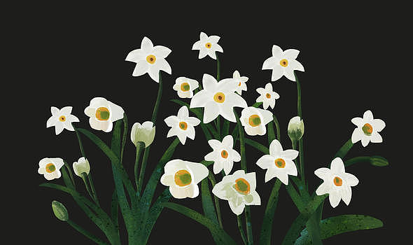 白色花卉背景图片素材免费下载