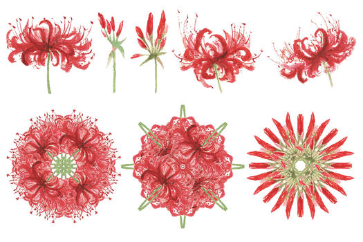 水彩彼岸花组合花纹图片素材免费下载