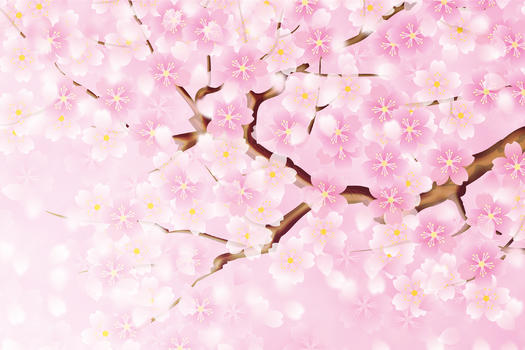 浪漫樱花背景图片素材免费下载