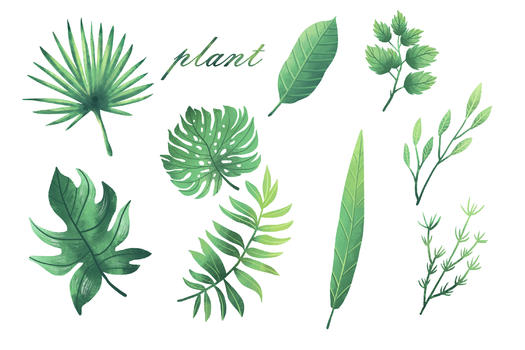 清新植物元素合集图片素材免费下载