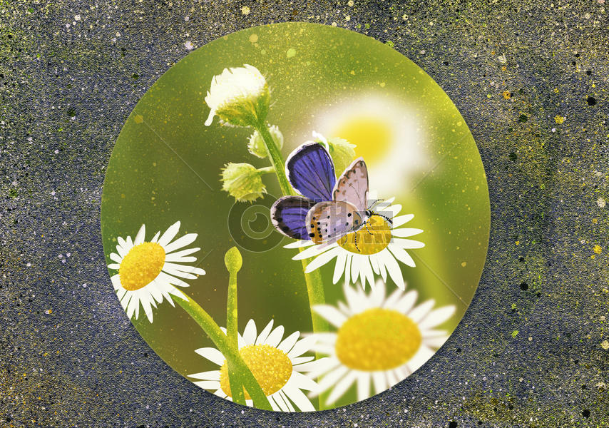 花儿与蝴蝶图片素材免费下载