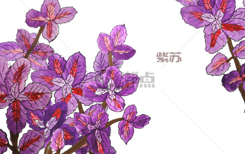 手绘水彩中药材紫苏图片素材免费下载