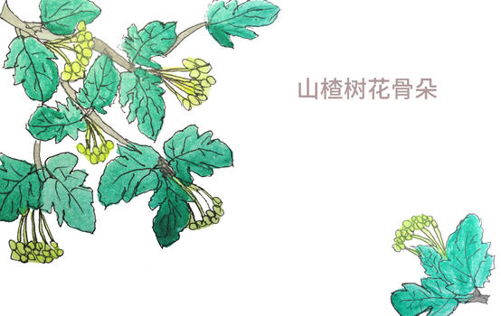 手绘水彩山楂树花骨朵图片素材免费下载