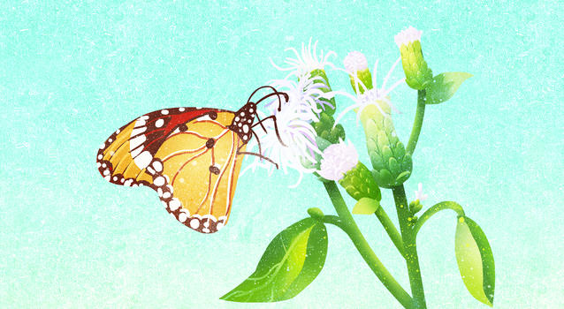 花儿与蝶儿图片素材免费下载