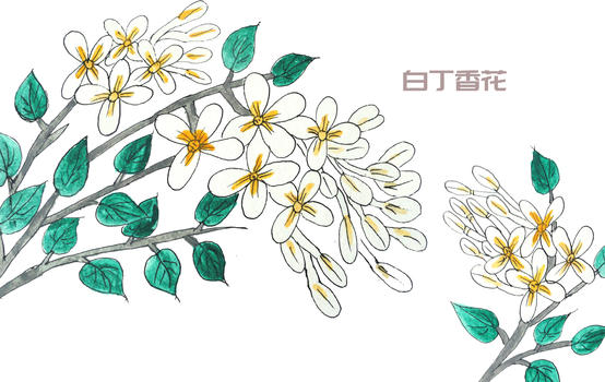 手绘水彩白丁香花图片素材免费下载