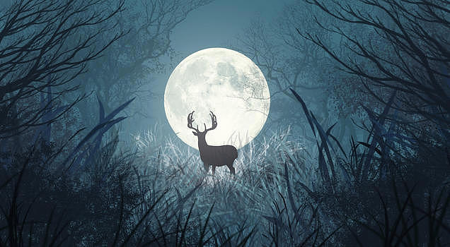 圆月之鹿图片素材免费下载