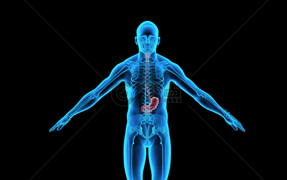 人体内脏-胃图片素材免费下载