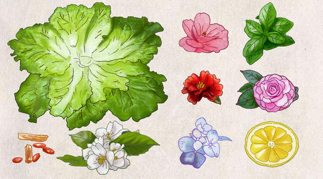 蔬菜花卉图片素材免费下载