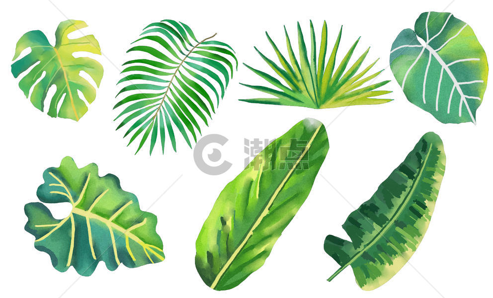 水彩热带叶子图片素材免费下载