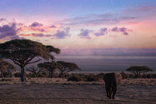 暮色星空下的大象图片素材免费下载
