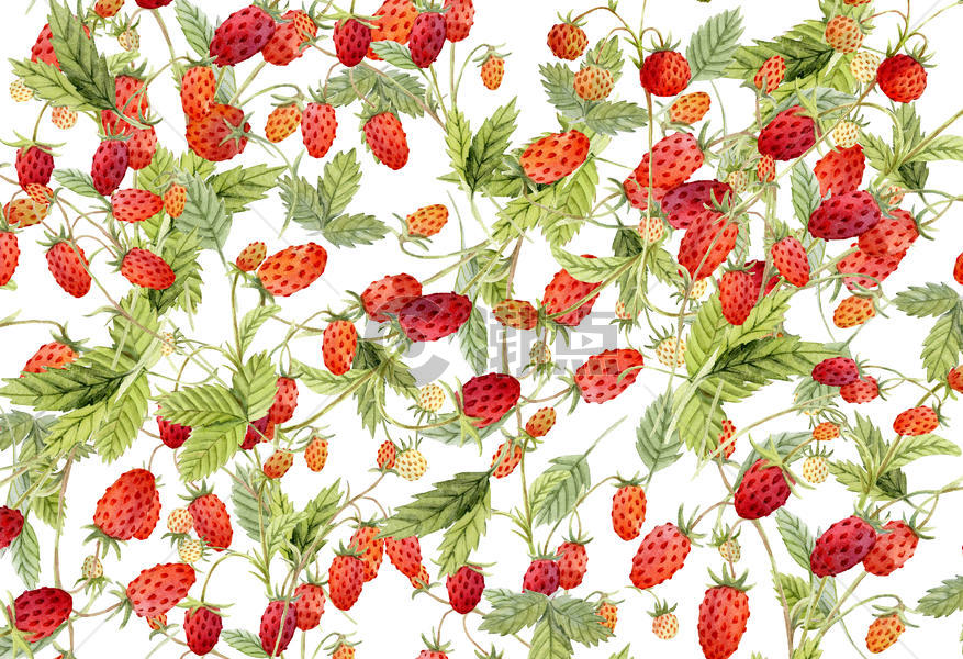 草莓植物背景素材图片素材免费下载