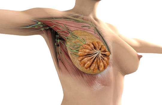 人体乳房内部结构图图片素材免费下载