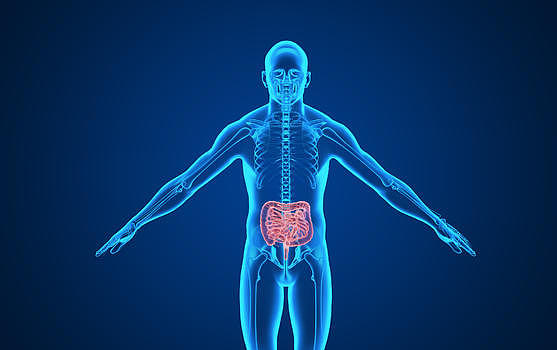 人体大肠背景图片素材免费下载