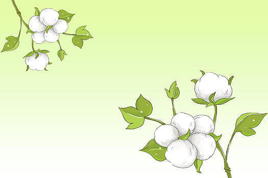 棉花花卉背景图片素材免费下载