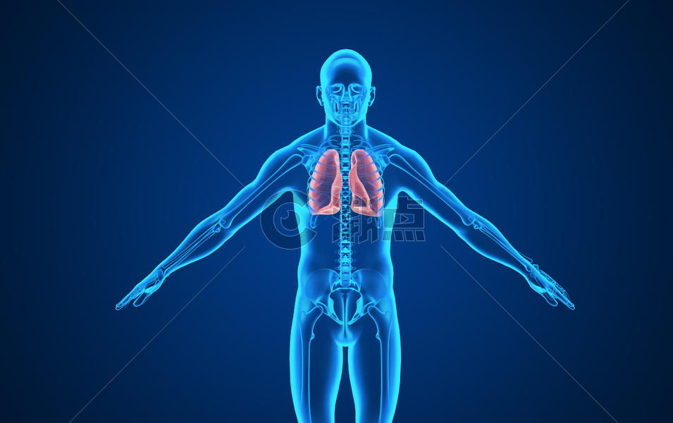 人体肺部场景图片素材免费下载