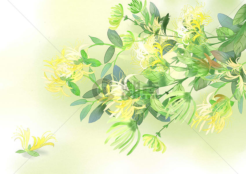 金银花插画原画424*300图片素材免费下载-编号55237-潮点视频