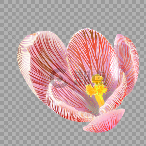 鲜花花卉装饰图片素材免费下载