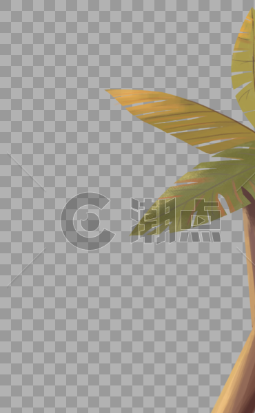 一颗椰子树图片素材免费下载