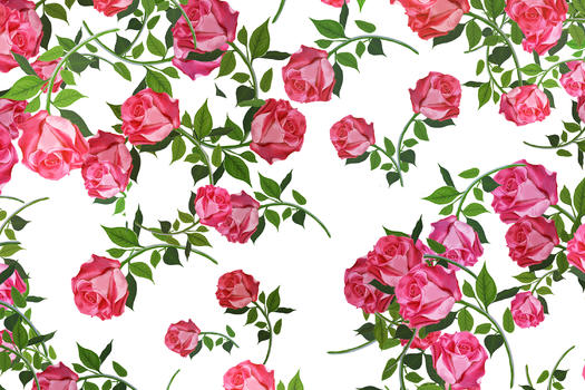 玫瑰花卉图片素材免费下载
