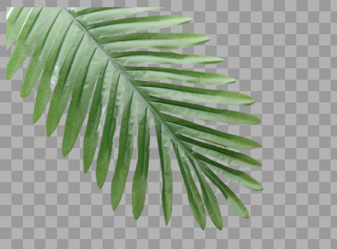 绿色植物叶子元素图片素材免费下载