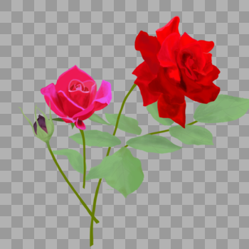 美丽玫瑰图片素材免费下载