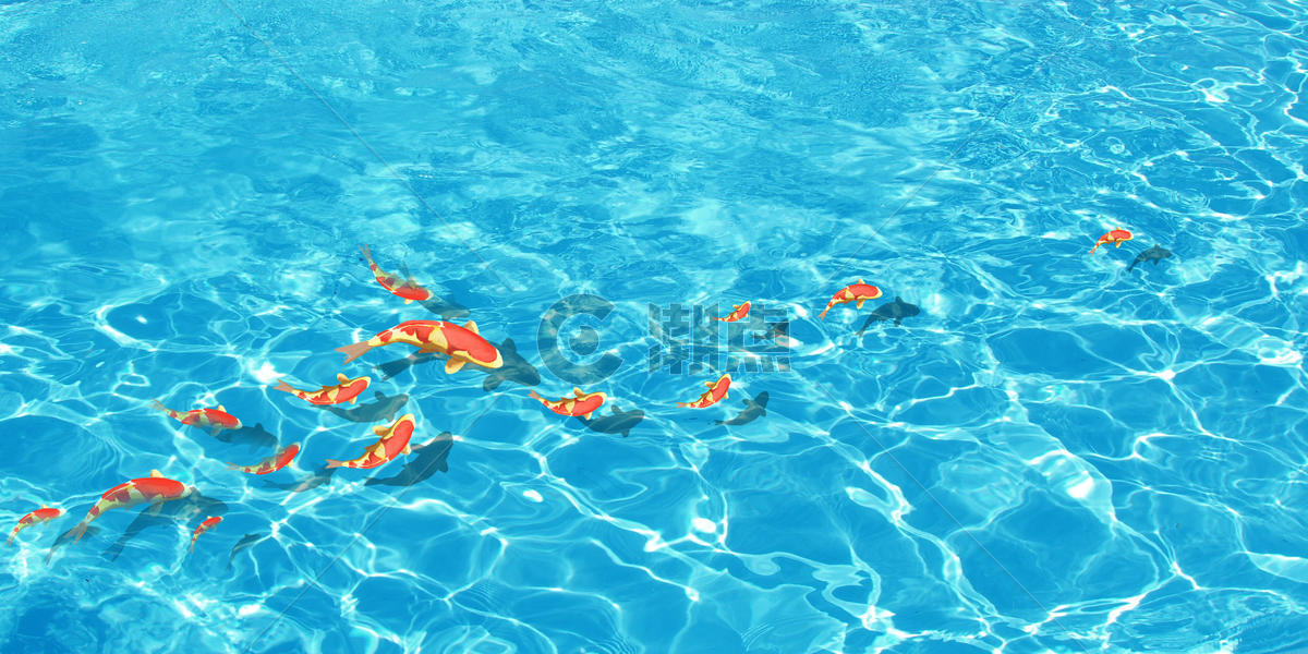 夏季清澈水中游过的鱼图片素材免费下载