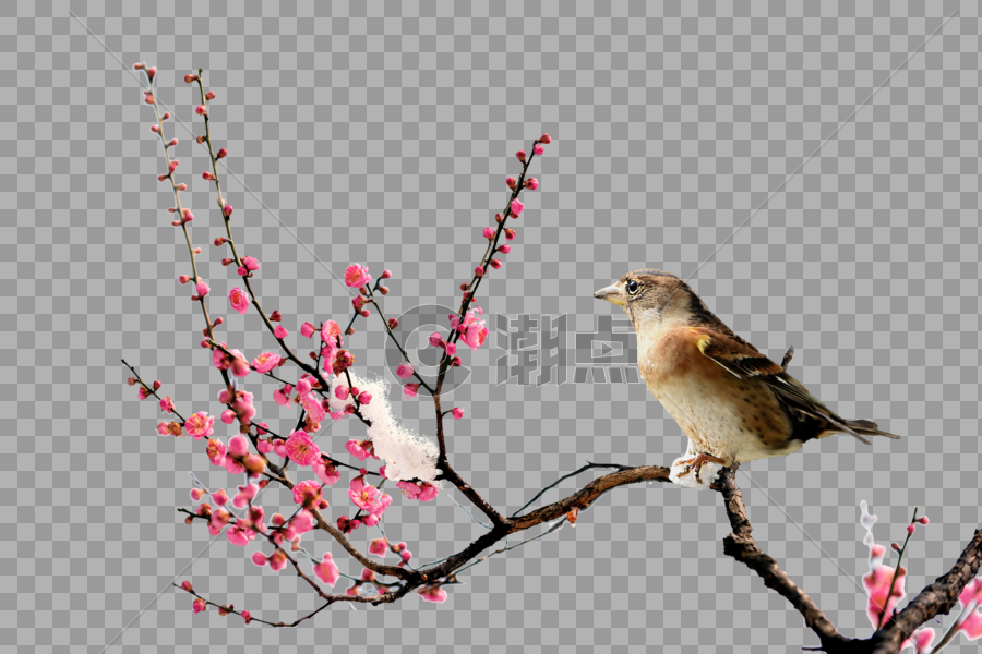 梅花与鸟图片素材免费下载