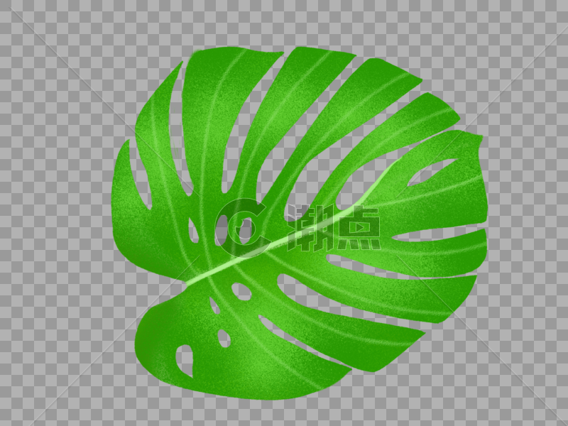热带叶子图片素材免费下载