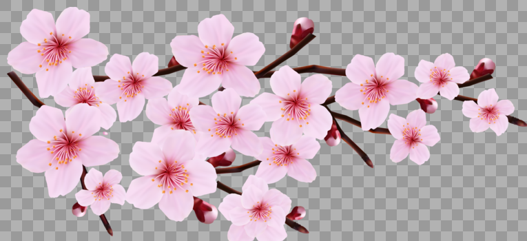 樱花图片素材免费下载