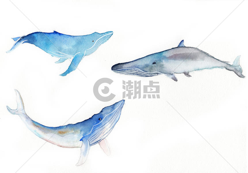 水彩手绘鲸鱼图片素材免费下载