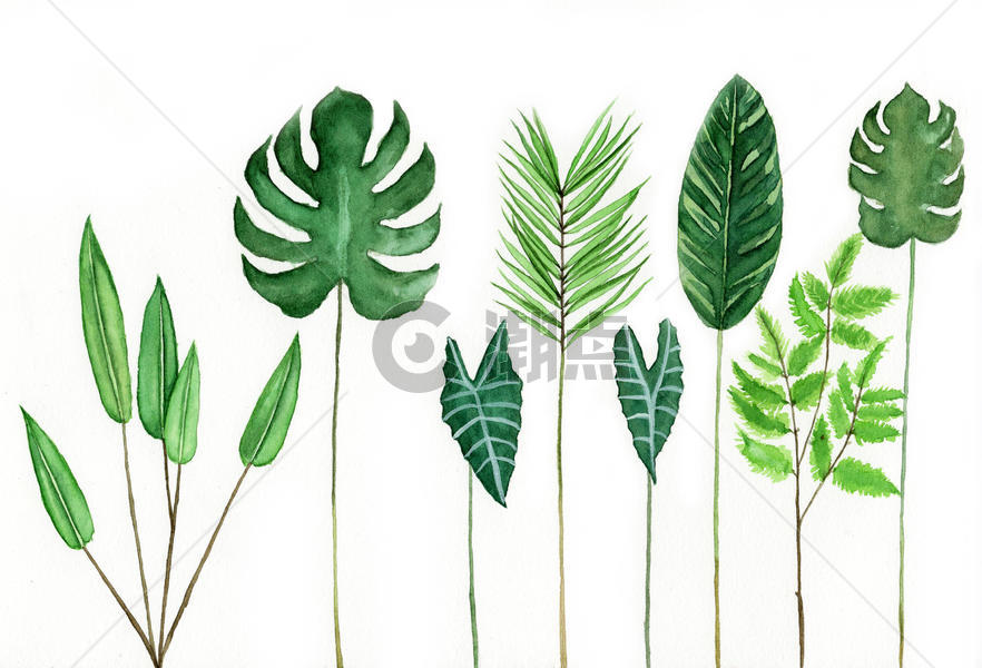 水彩手绘植物叶子图片素材免费下载