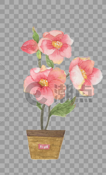 花朵盆景植物图片素材免费下载