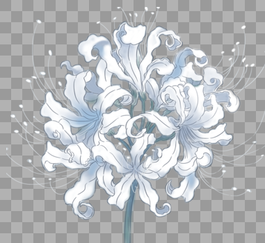 手绘白色花朵图片素材免费下载