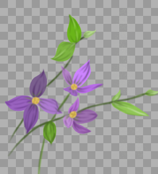 紫色的花卉图片素材免费下载