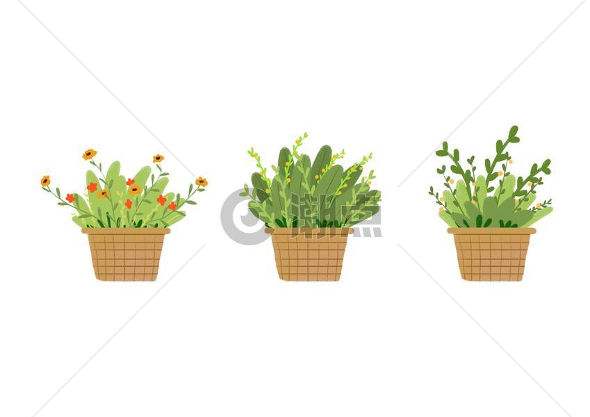 植物盆栽图片素材免费下载