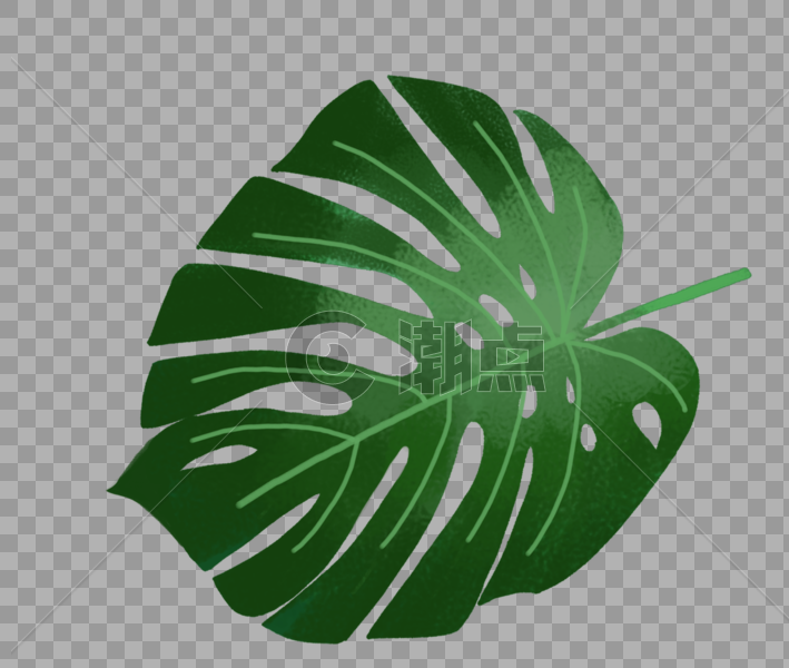 热带植物叶子图片素材免费下载