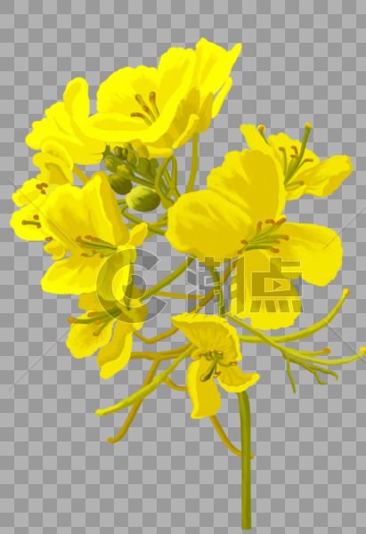 黄色的花图片素材免费下载