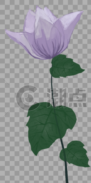 紫色小花图片素材免费下载