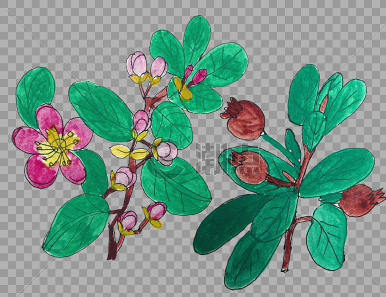 植物手绘花卉图片素材免费下载