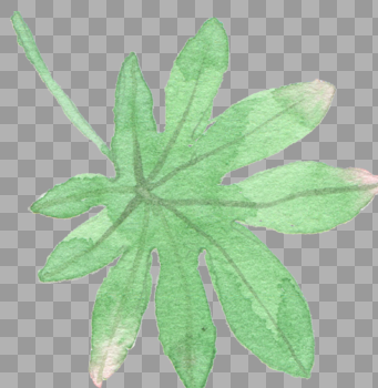 水彩手绘植物素材png1561*1599PX图片素材