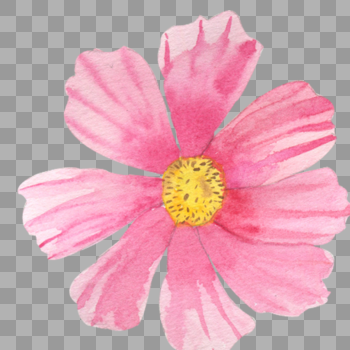 花瓣图片素材免费下载