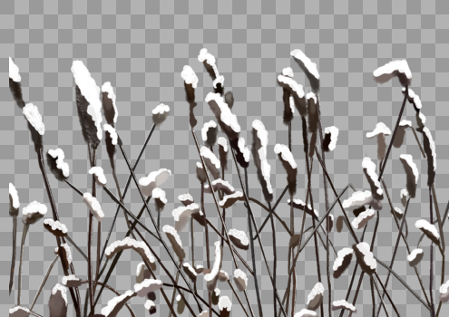 被雪覆盖的芦苇图片素材免费下载