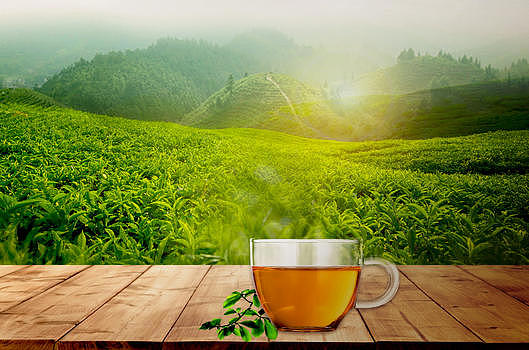 清新绿茶背景图片素材免费下载
