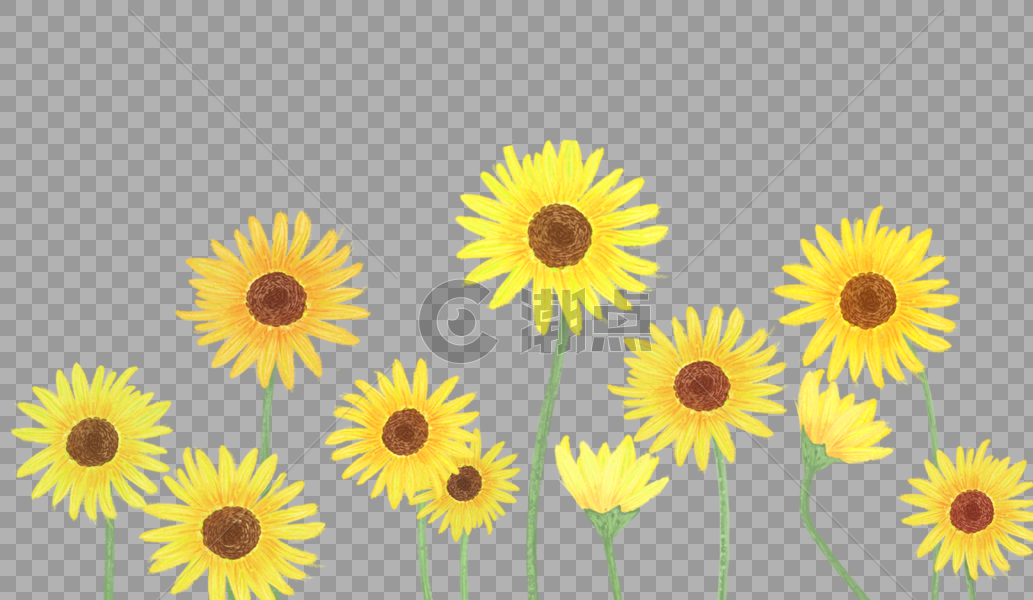 太阳花花丛图片素材免费下载