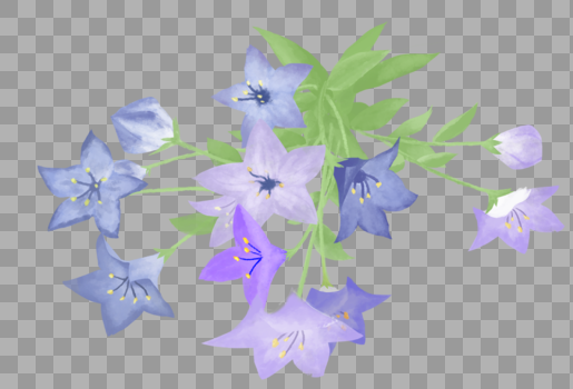 紫色花卉图片素材免费下载