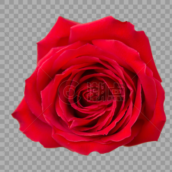 爱情玫瑰花图片素材免费下载