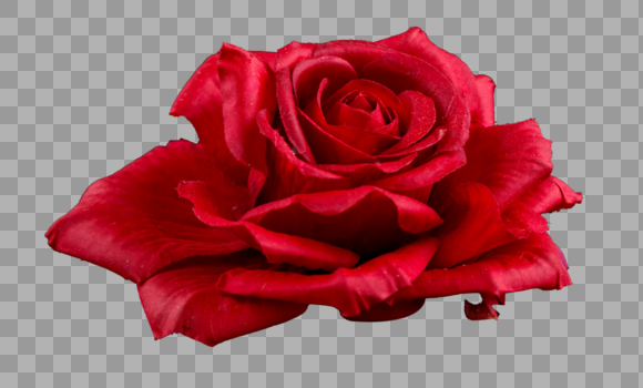 红色的玫瑰花图片素材免费下载