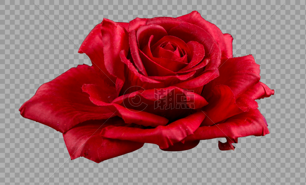 红色的玫瑰花图片素材免费下载