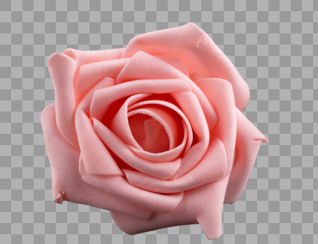 粉红色的玫瑰花图片素材免费下载