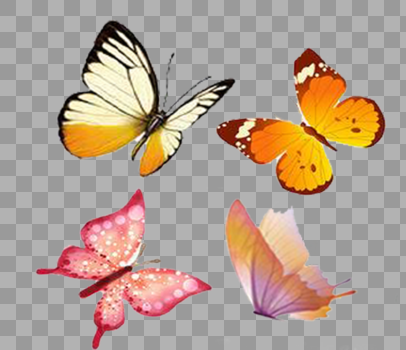 彩色蝴蝶图片素材免费下载